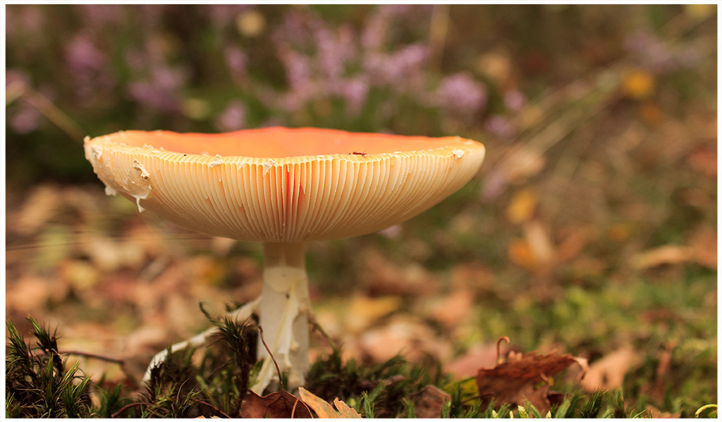 Autumn comes.... Early september but it's clear in nature… Flickr