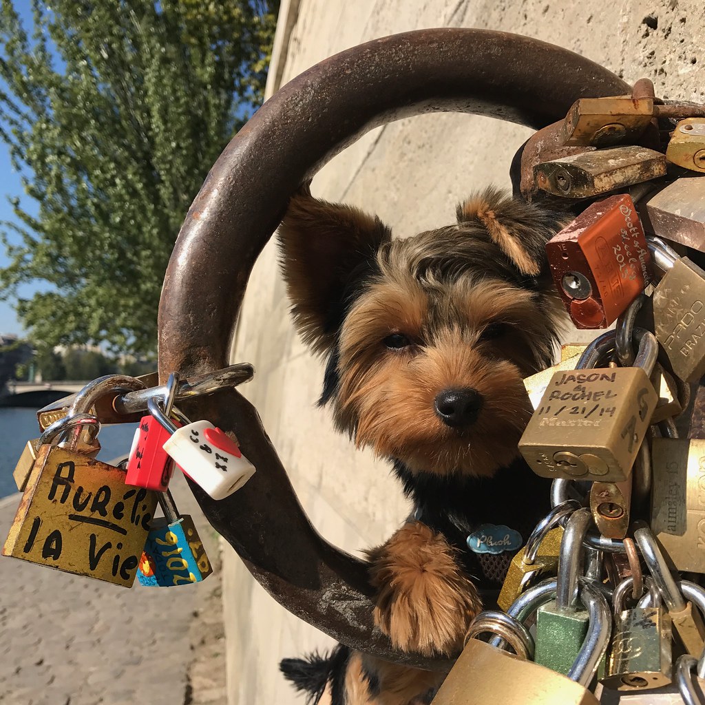 Yorkshire Terrier.. 西施犬...Small in size but big in persona