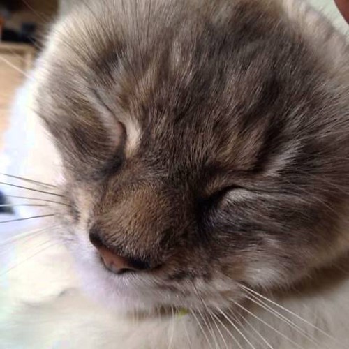 378 Facts About Cats That’ll Make Your Hair Stand on End Flickr