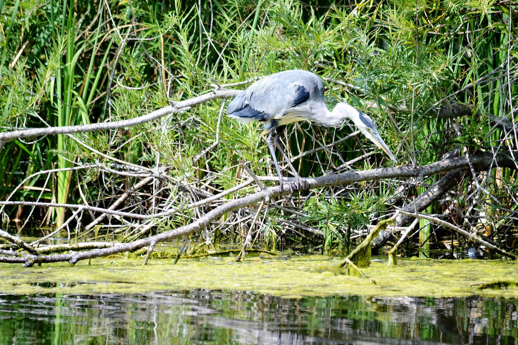 1481 Wild Heron woods in Berkshire UK. marcus mark Flickr