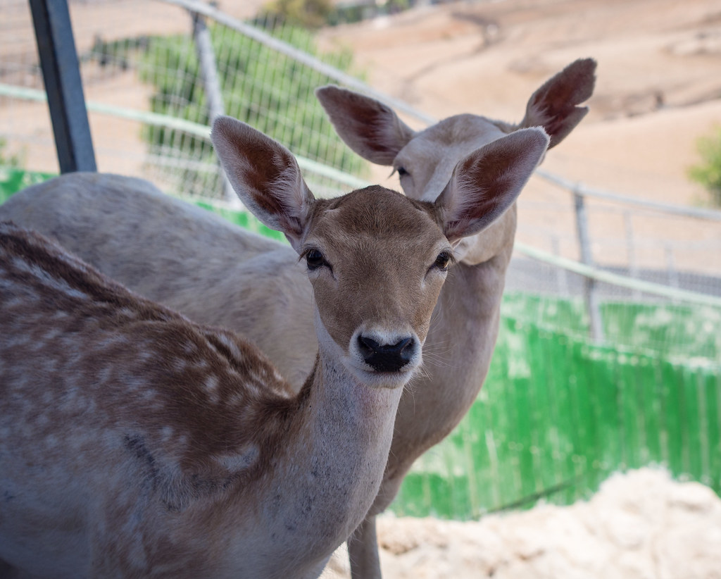 Deers in Melios Zoo Near Nicosia, Cyprus Sergiy Galyonkin Flickr
