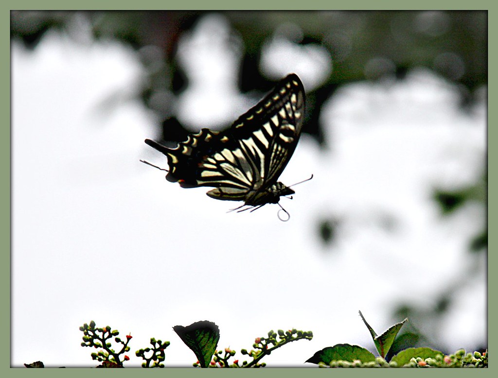 "Butterflies are self propelled flowers." "Butterflies are… Flickr