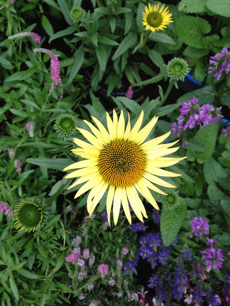 Chelsea Garden Show zacktravels Flickr