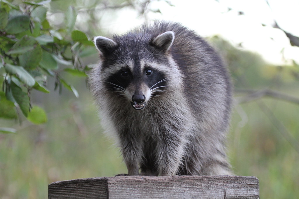 A Mother Raccoon Standing Tall A Mother Raccoon feeds at b… Flickr