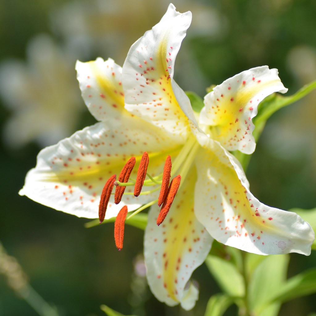 All sizes Lily of Japan Flickr Photo Sharing!