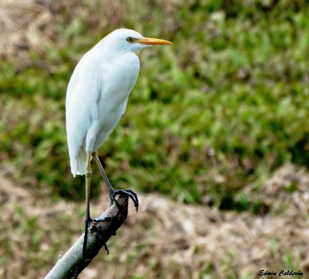 Garza Garrapatera/Western Cattle Egret (Bubulcus ibis) Flickr