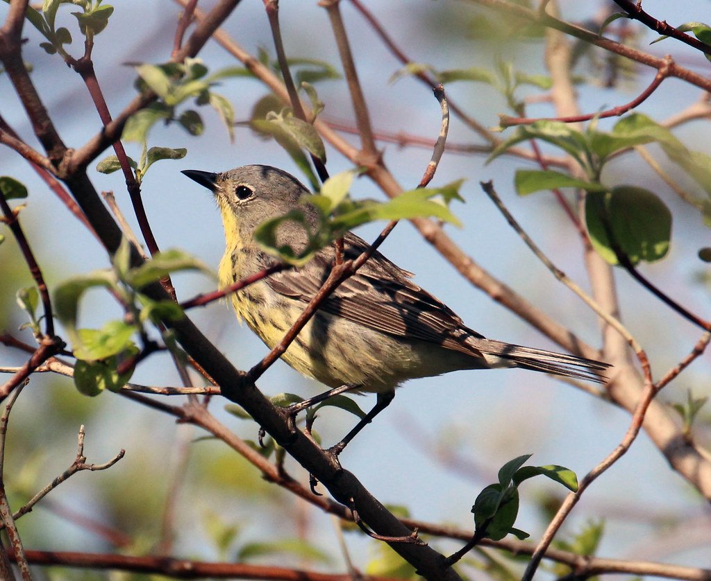 Flickriver Photoset 'Kirtland's Warbler Wildlife Management Area' by U