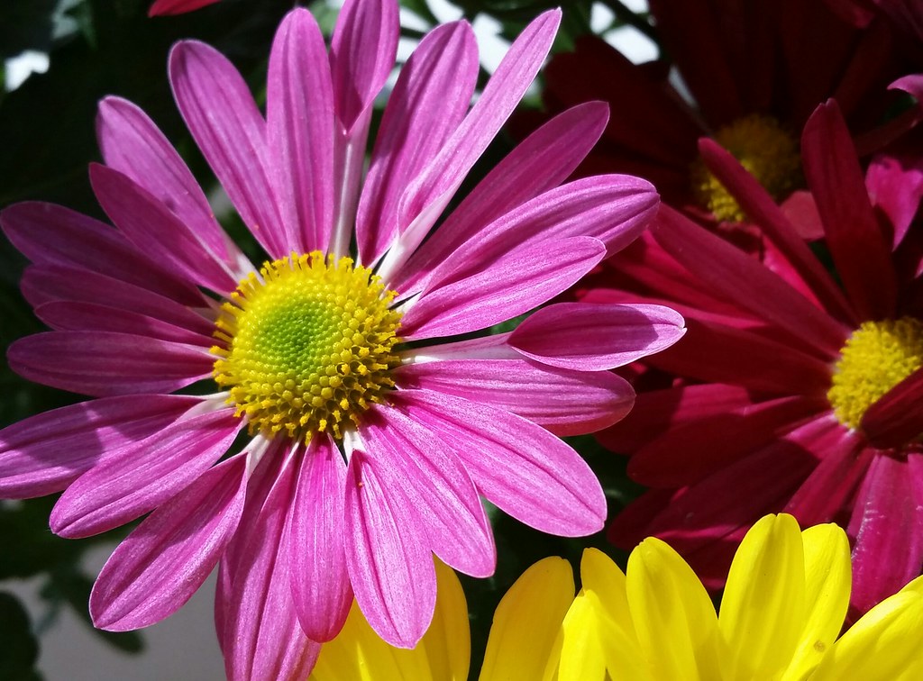 Samsung Galaxy S5. Smartphone. Light and shadow together… Flickr