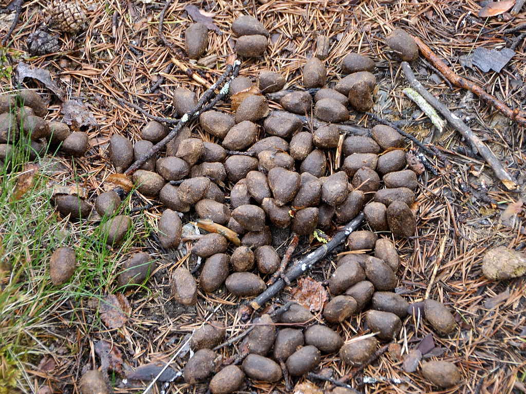 Elk droppings Elk droppings were all over the trail Ania Flickr