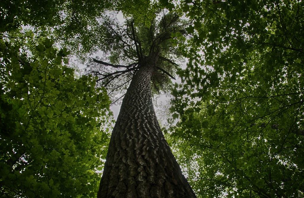 Towering Pine HDR Hardwick Pines State Park, Grayling, MI fred g