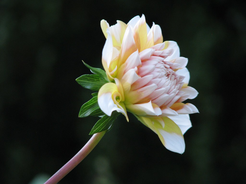 Petals Unfurling You are a flower born to unfurl and open,… Flickr