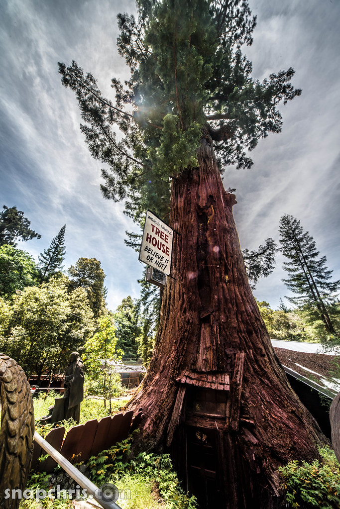 Tree House Mendocino Redwood forest The World Famous Tree … Flickr