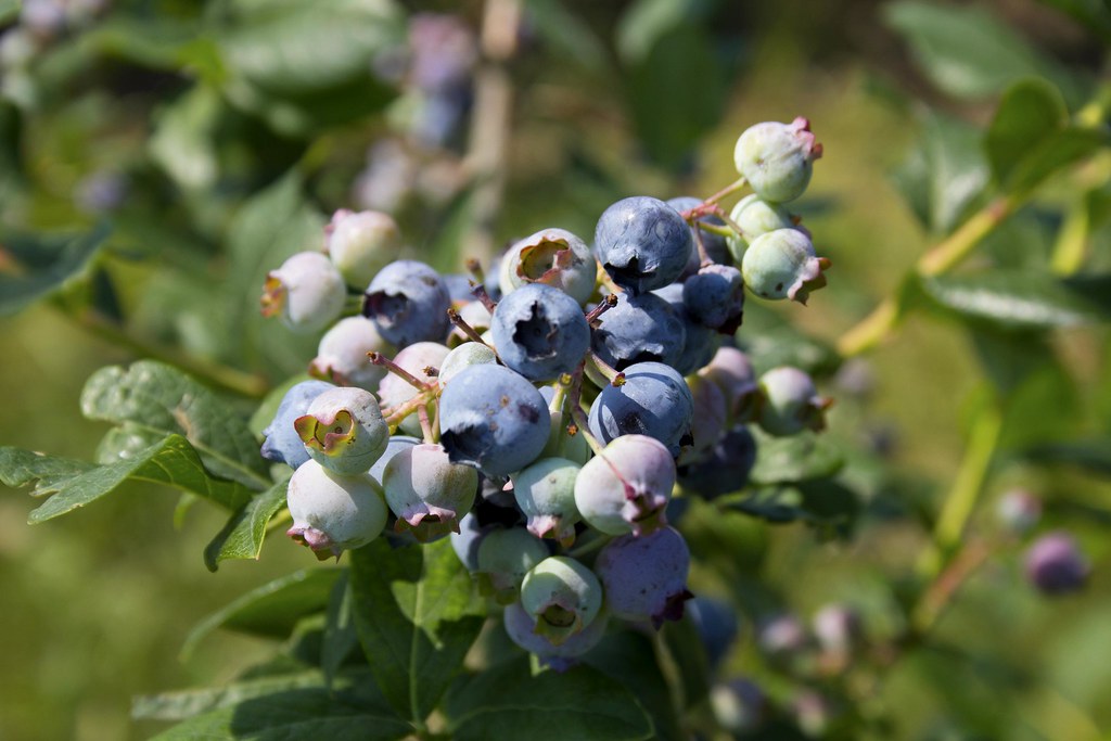 Trax Farms Blueberry Picking Homegrown blueberries ready t… Flickr