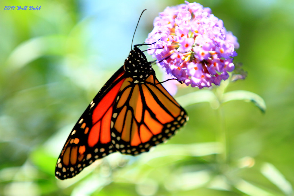 Monarch Butterfly Elkton Oregon Community Education Center… Bill