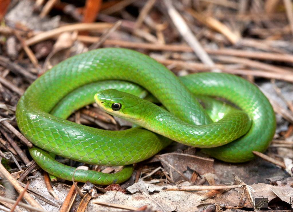 Smooth Green Snake Opheodrys vernalis Adult from Alcona