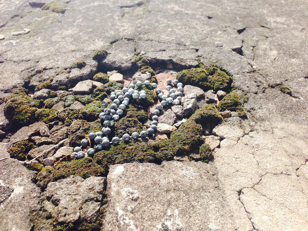 New Orleans 2014 firefly kiwi Flickr