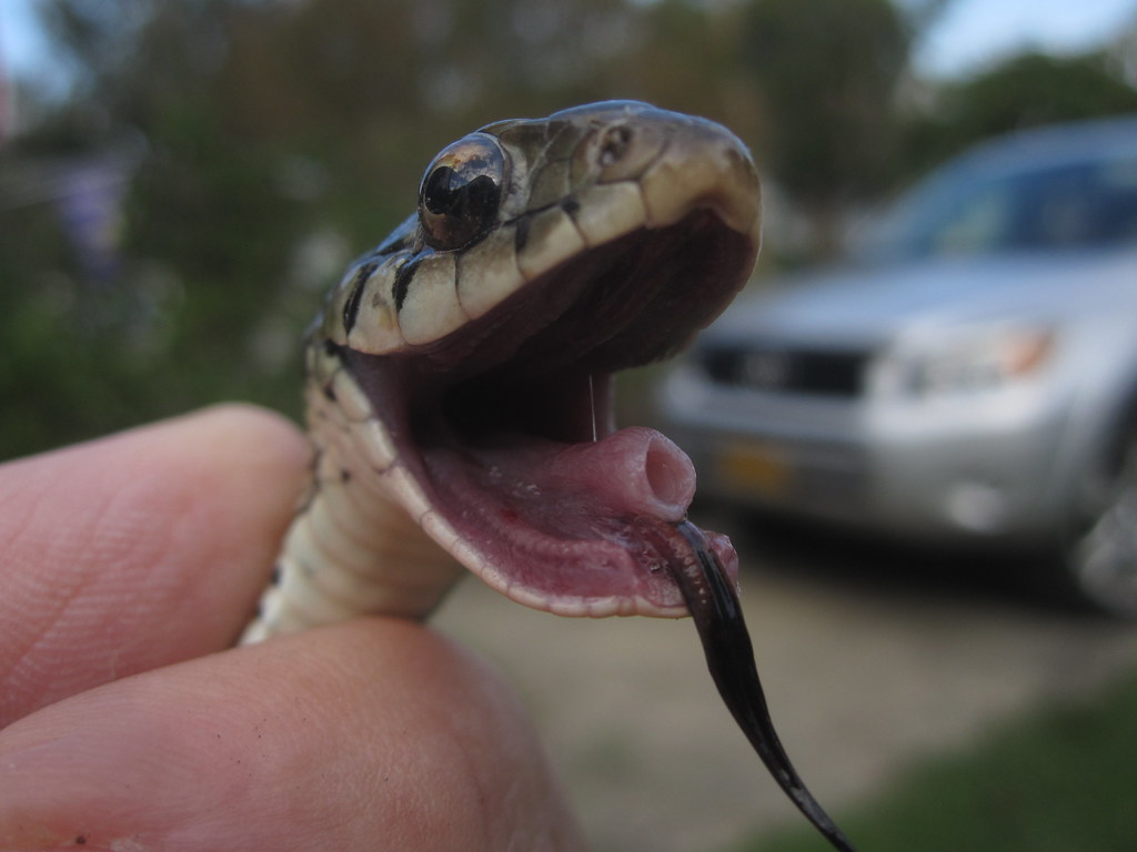 I Love This Shot This Garter Snake had me laughing, he kep… Flickr