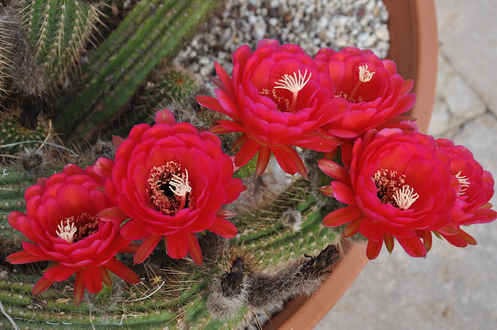 Cactus Blossoms, July 2014 David & Bonnie Flickr