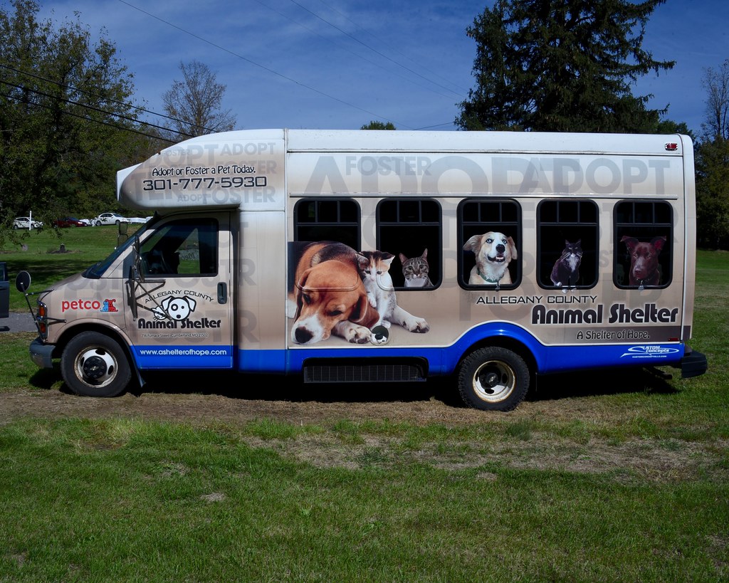 allegany county animal shelter cumberland maryland Shaina Whiteside