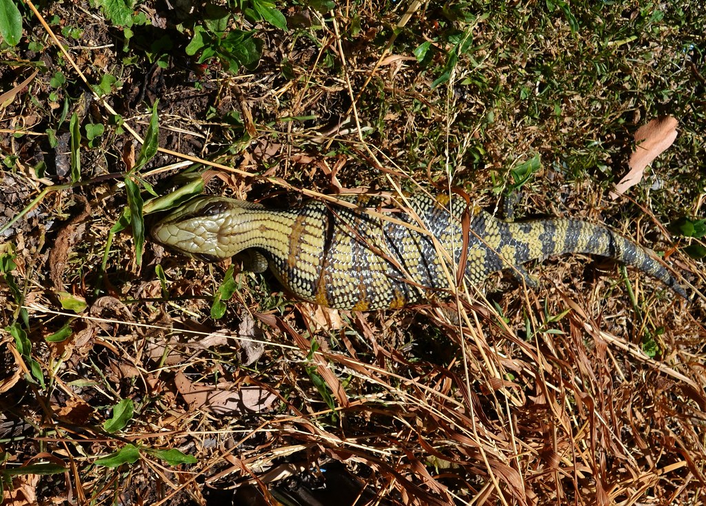 Pregnant Bluetongued Lizard in the backyard Pregnant Blue… Flickr