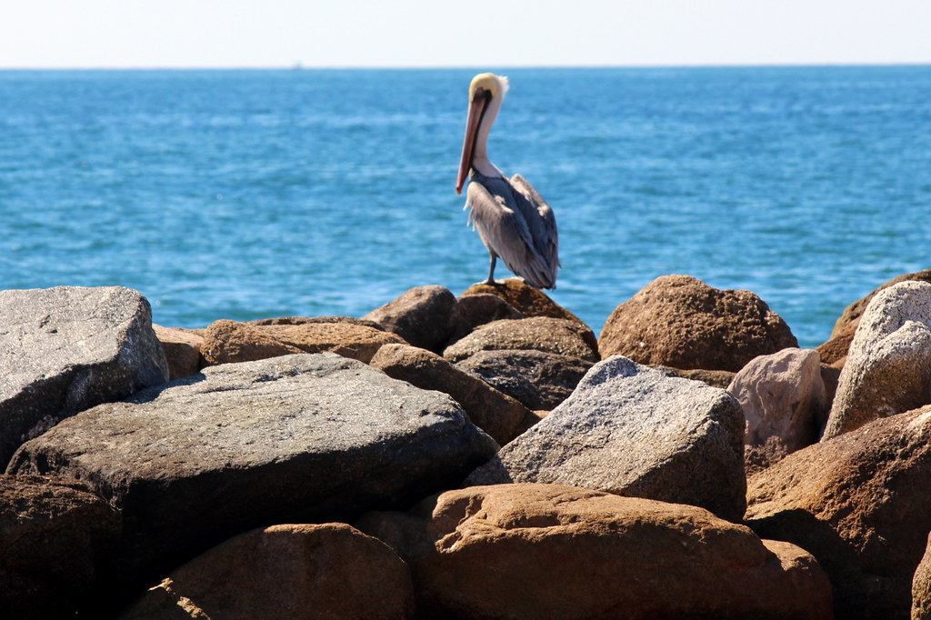 Puerto Vallarta Playa El Salado Brown Pelican a photo on Flickriver