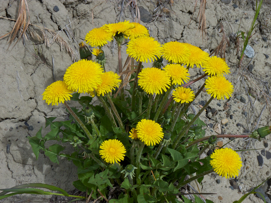 Lion's Tooth The Roadside Variety The Latin name Taraxac… Flickr