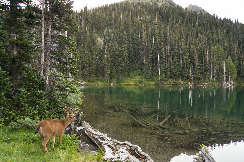Olympics 03172 Buck at Moose Lake, Olympic National Park Andy Nygaard Flickr
