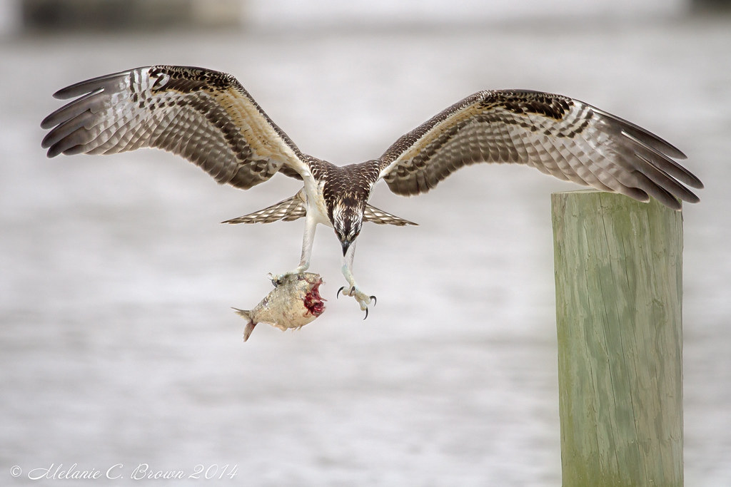 Osprey At the High Street dock, Chestertown, MD EllieJanie