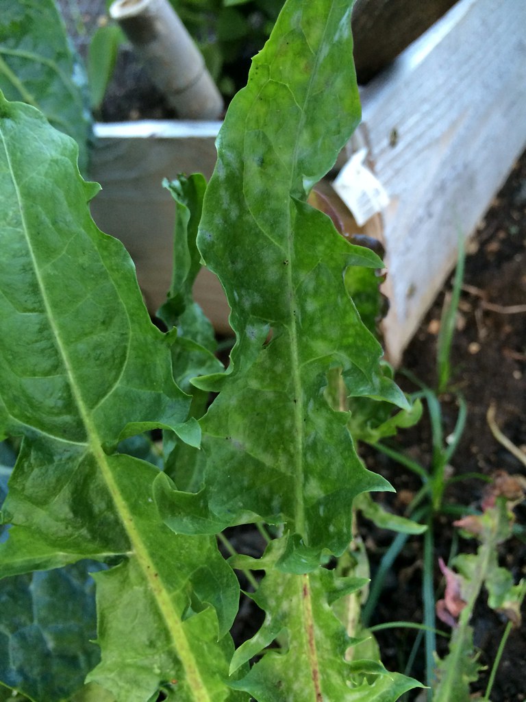 Dandelion Powdery mildew a photo on Flickriver