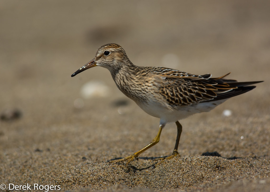 Pectoral Sandpiper Noblewood Park, Willsboro, NY 8/4/14 Derek