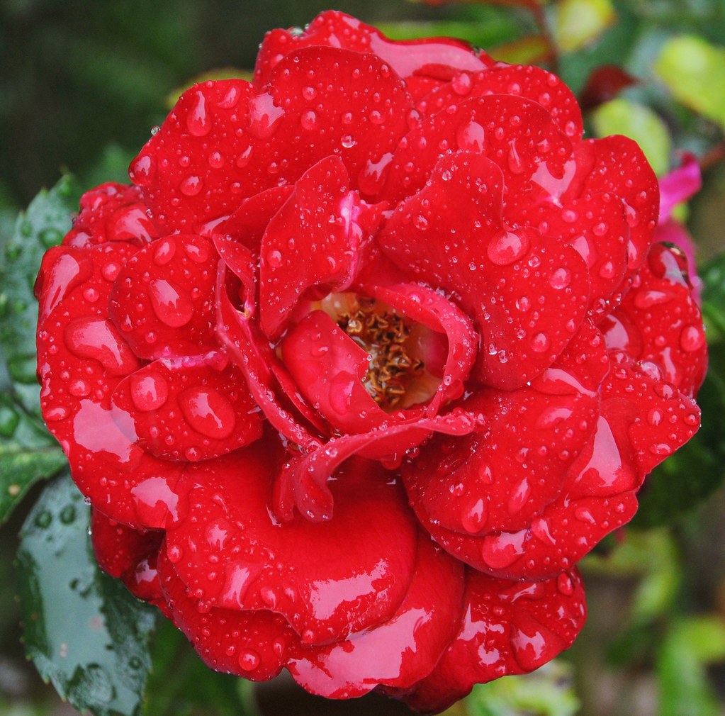 Lancashire rose! Flickr