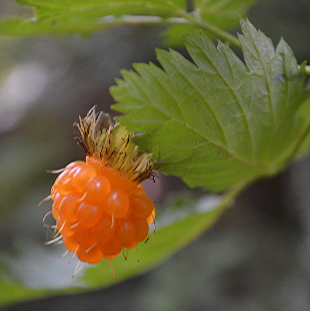 Salmonberry... what a delicious hiking treat! Rubus specta… Flickr