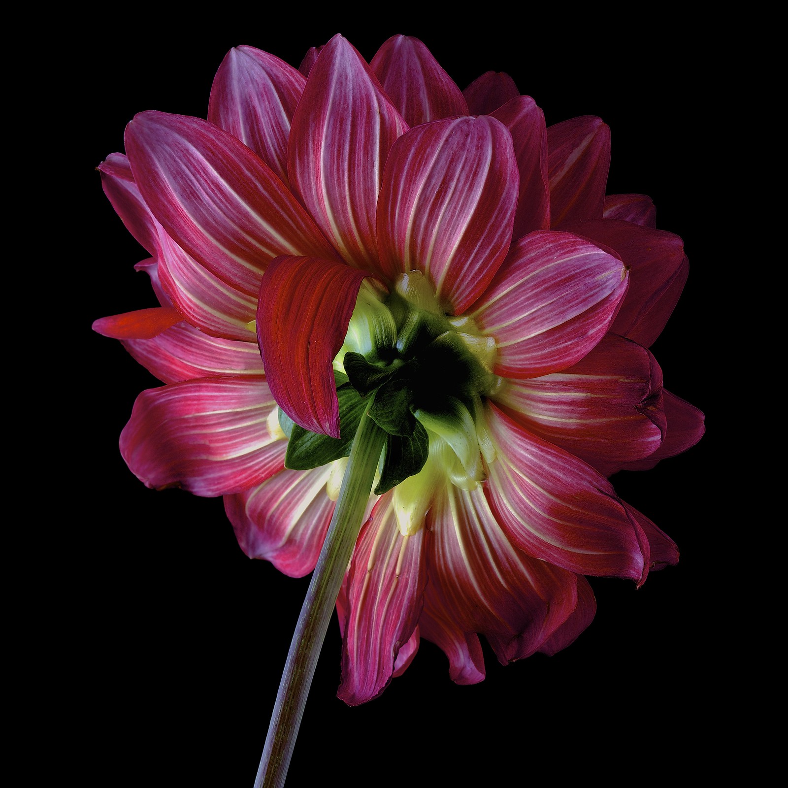 The love of flowers Flickr