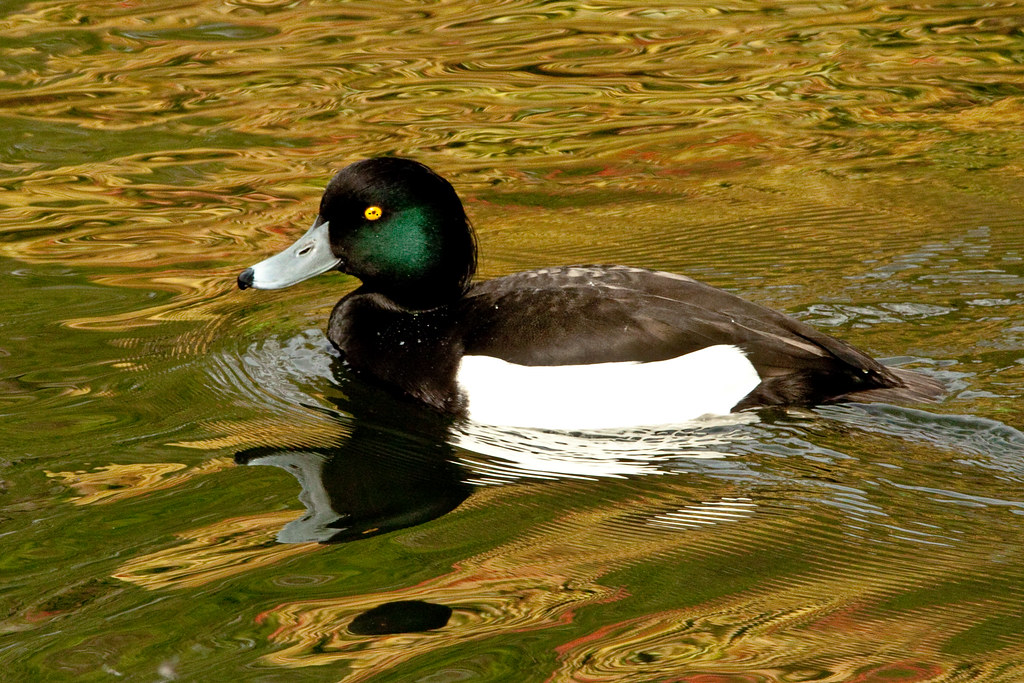 ORNAMENTAL DUCKS Eddie Evans Flickr