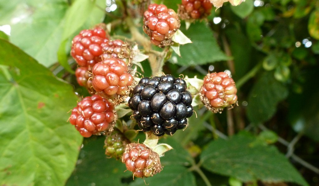 Blackberry Fruit... Dave Photography... Flickr