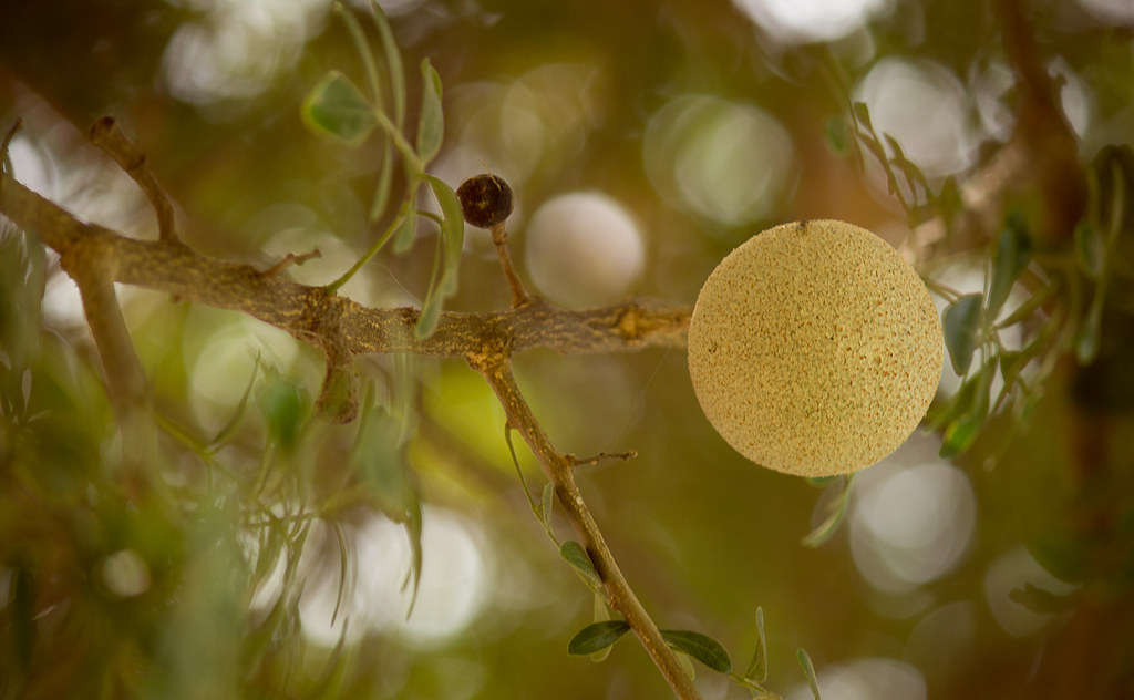 Batoo (Balochi) Wood Apple, Urdu Bel phal, Belgiri, Bel P… Flickr