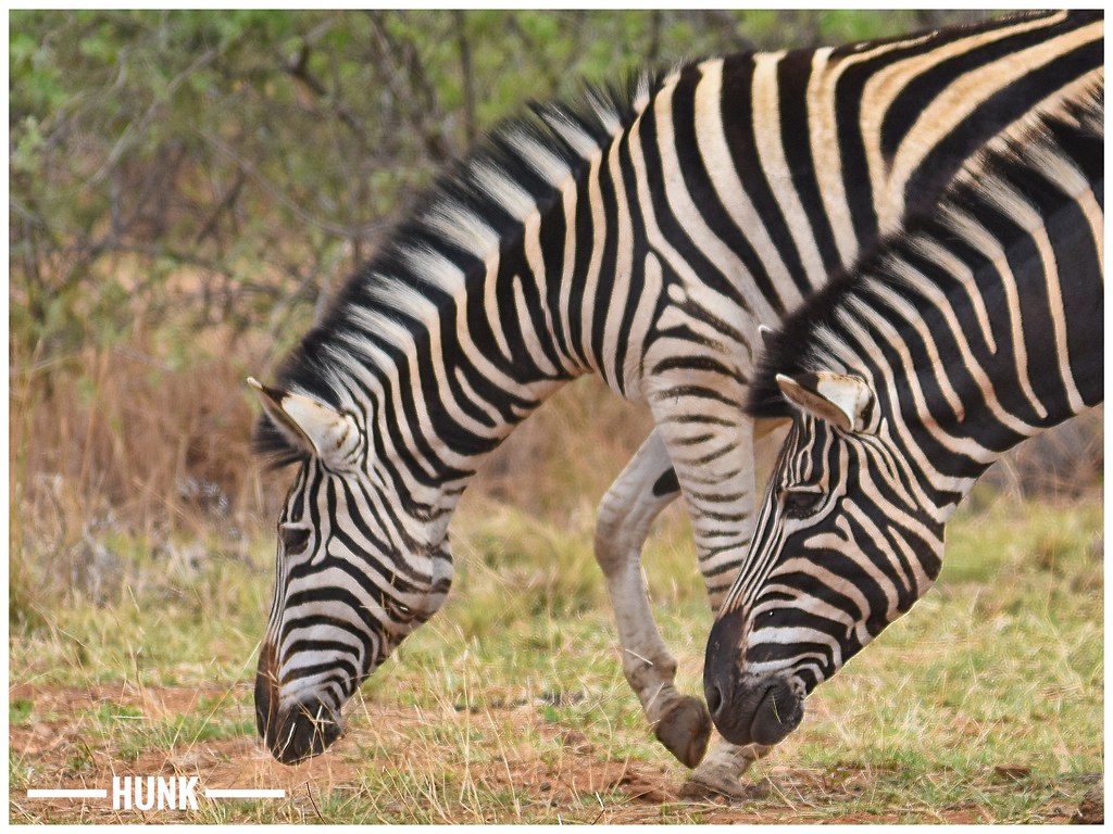 Zebra's Pilanesberg National Park, South Africa Zebras a… Flickr