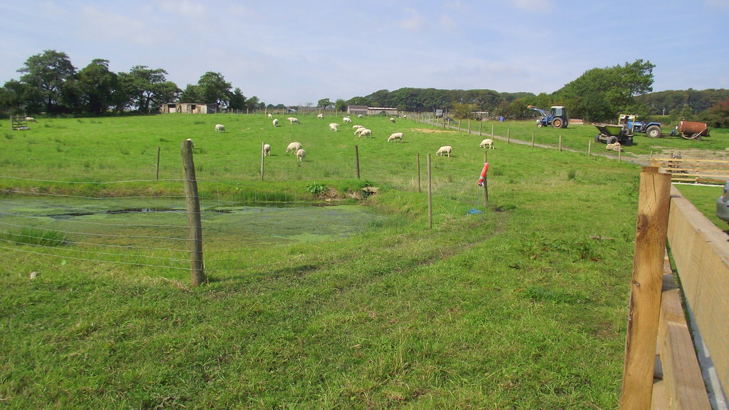 Roaming Roosters, Barrowford Road, Higham, Lancashire BB12… Flickr