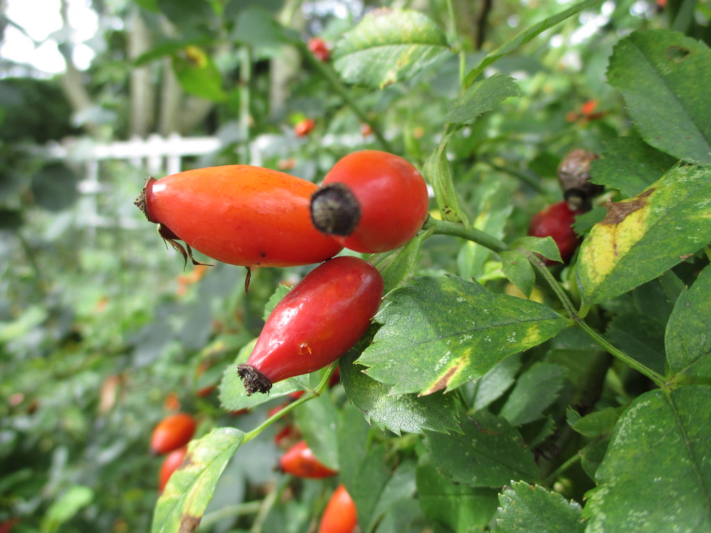 Rose Hips Behold the Fruit of the Rose Plant Brooklyn Botanic Garden
