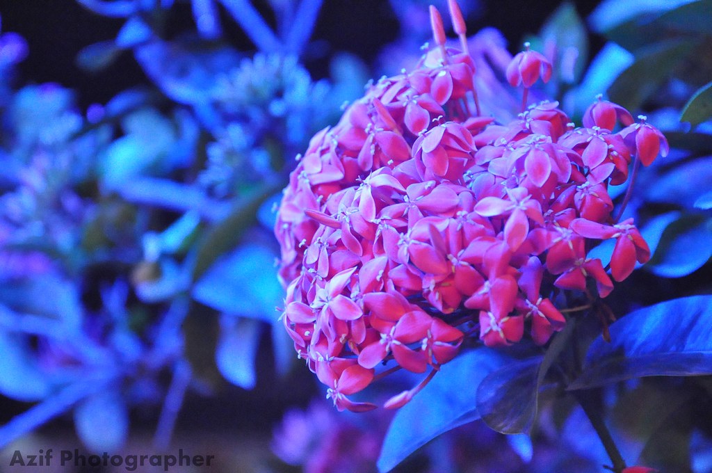 Flower A flower under blue light Azif Ude Flickr