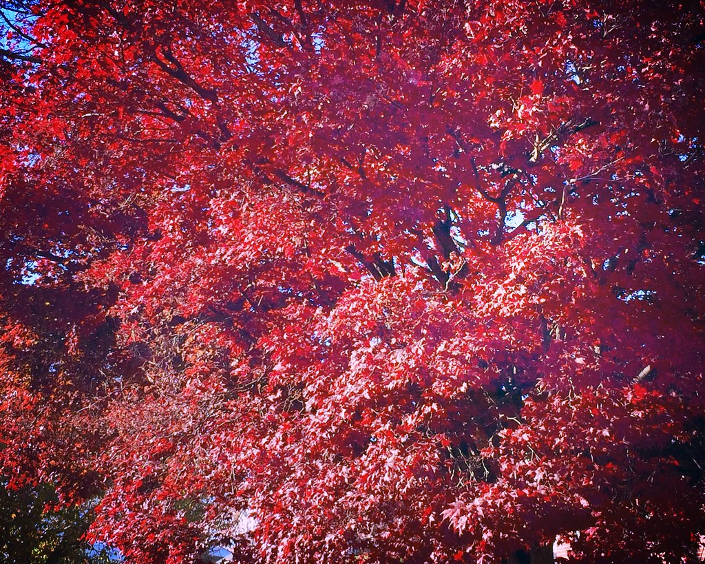 Autumn II, Myersville, Maryland, November 2016 Ann LongmoreEtheridge Flickr