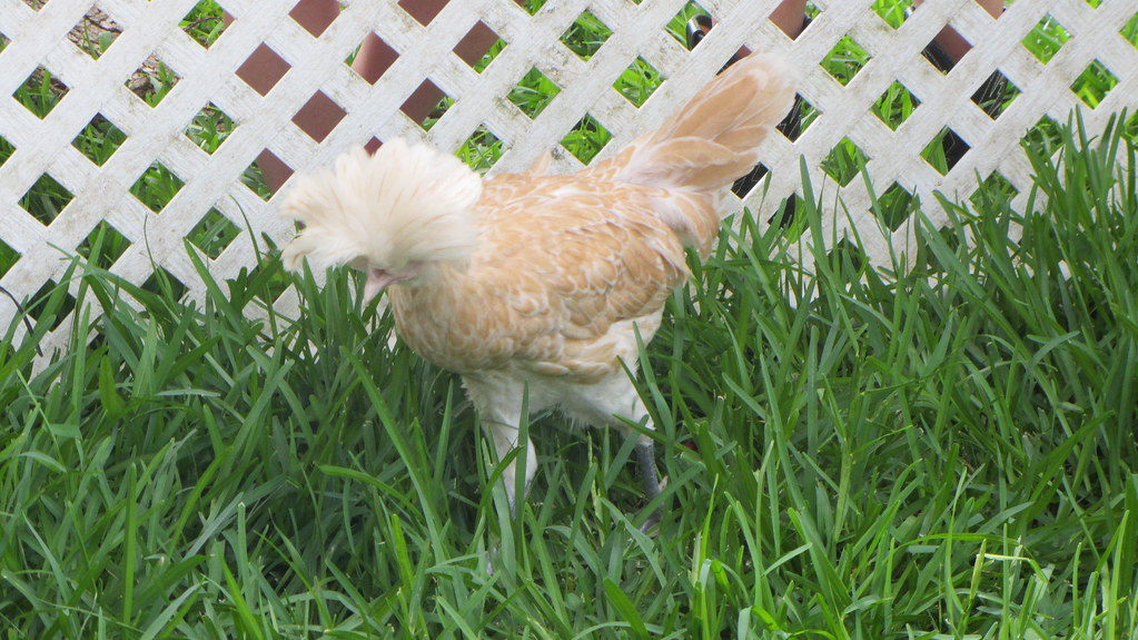 Petting Zoo (2) a photo on Flickriver