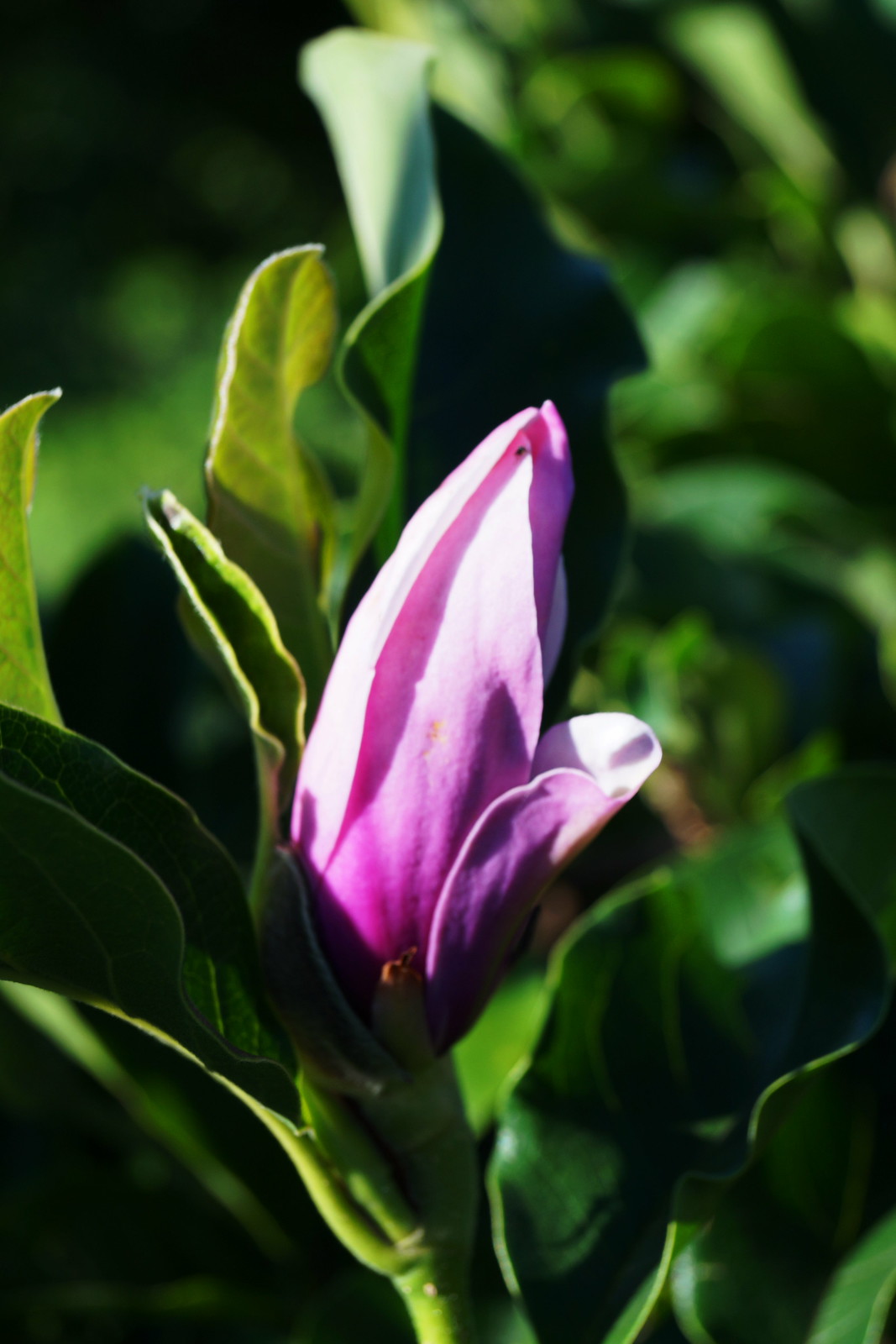 Magnolia Henry Kern" Flickr