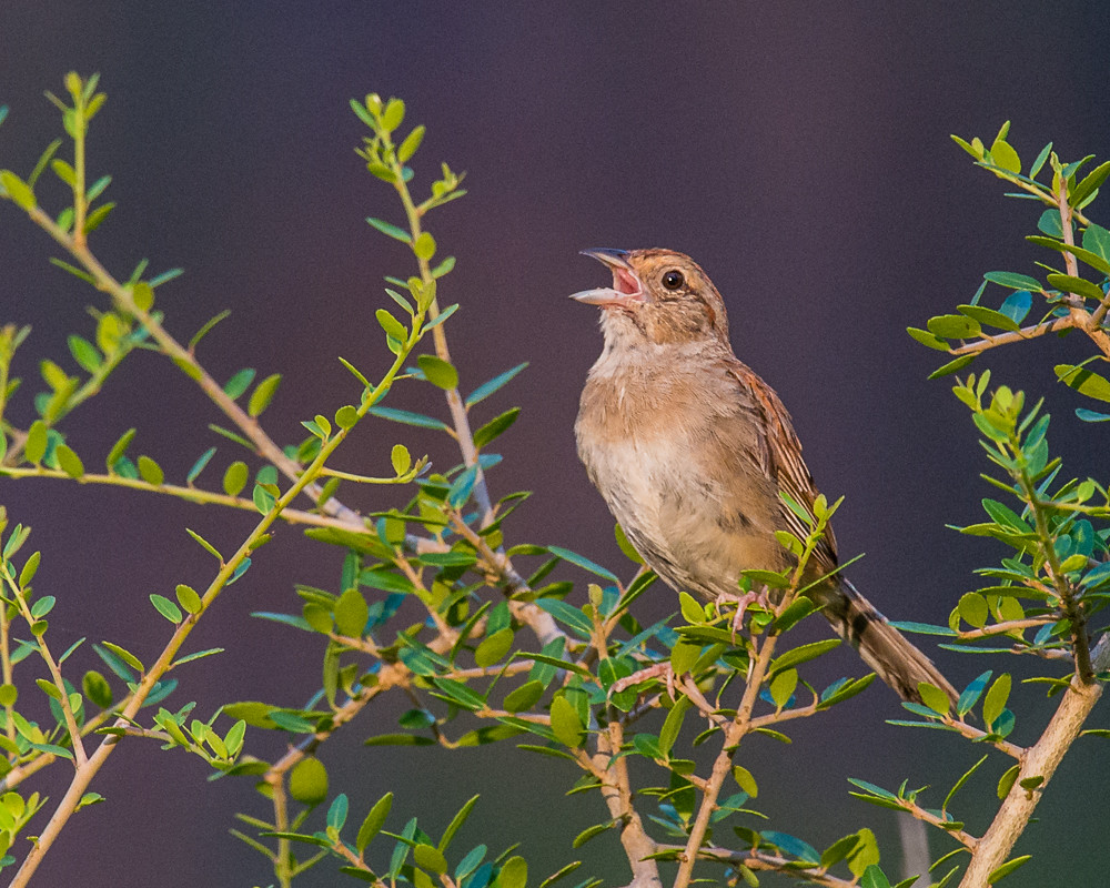 Bachman's Sparrow Chickasawhay WMA Larry Basden Flickr