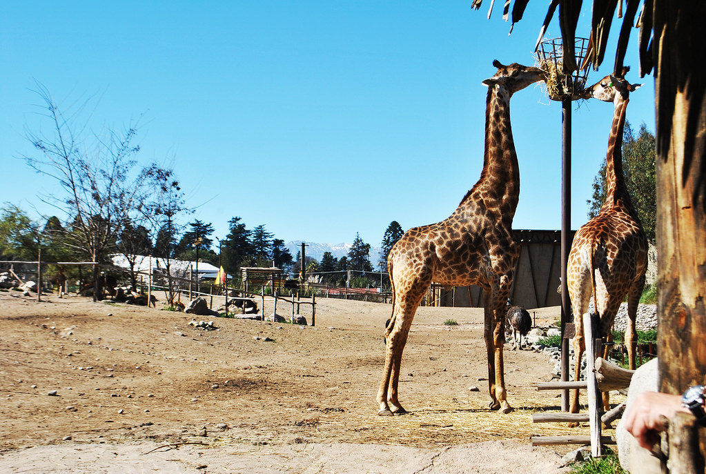 Buin Zoo Flickr