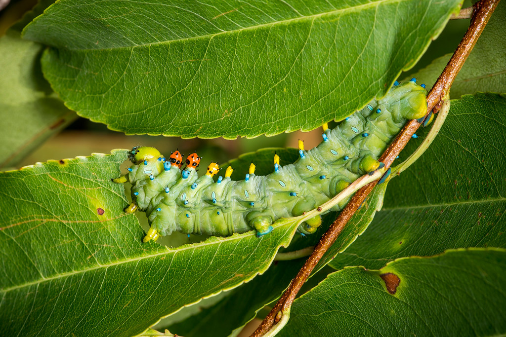 Hyalophora Cecropia, larva The Butterfly Zoo Tiverton, RI … Flickr