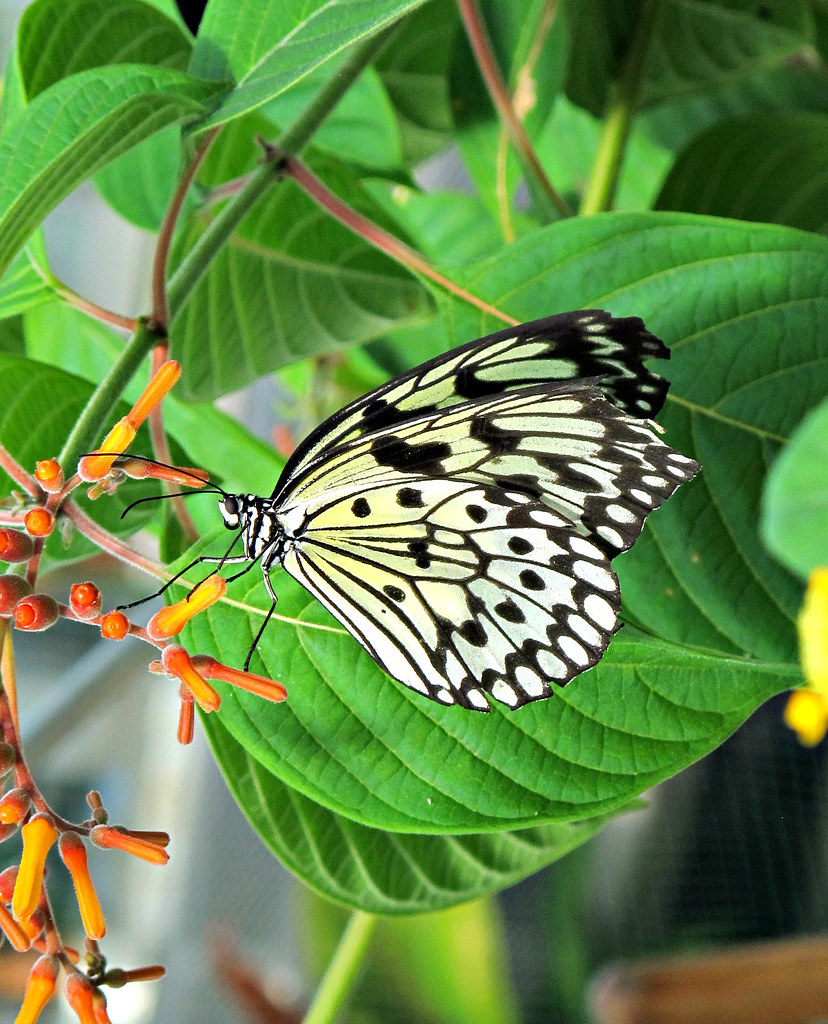 Butterfly, Lewis Ginter Botanical Garden IMG_1015 Lewis Gi… Flickr