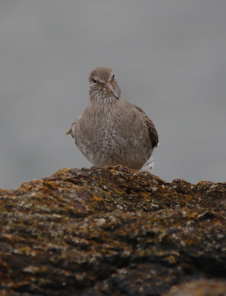 Elevation of Old Dean Rd, Longniddry EH32 0QY, UK Topographic Map Altitude Map