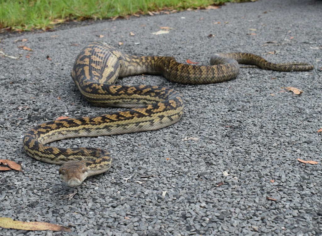 Australian Scrub Python (Morelia kinghorni) that had recen… Flickr