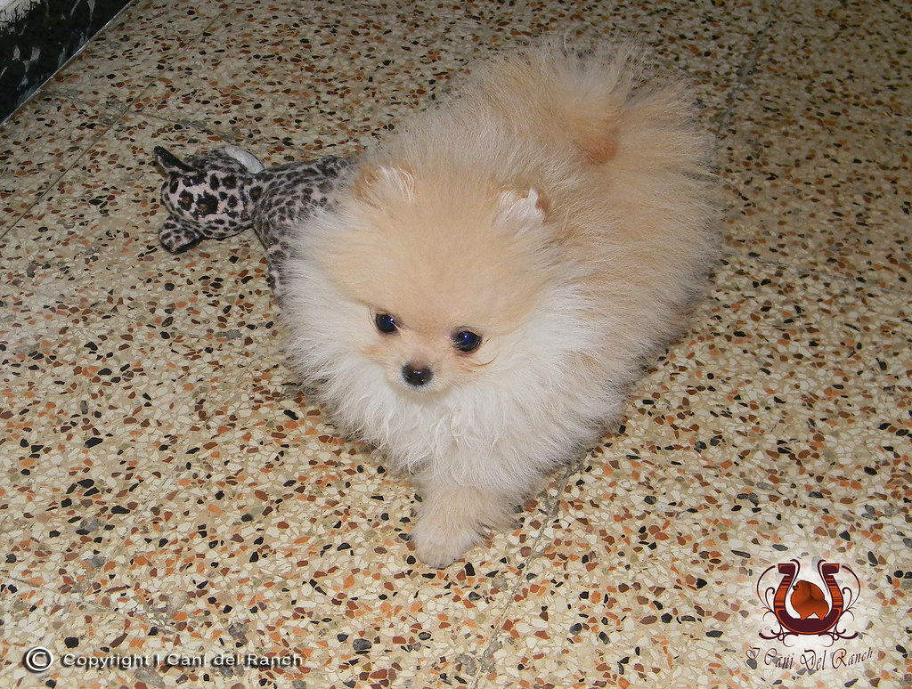 Cute Spitz Di Pomerania Nano Tedesco l2sanpiero